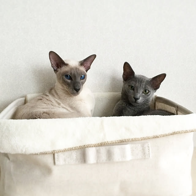 mujinekoさんの実例写真