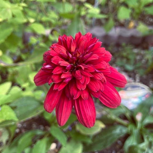 min_nimさんの実例写真