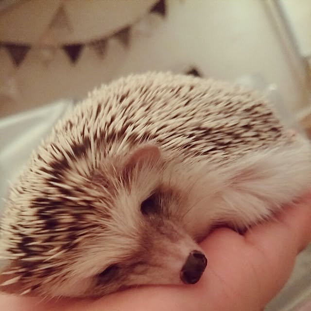 kuruさんの実例写真