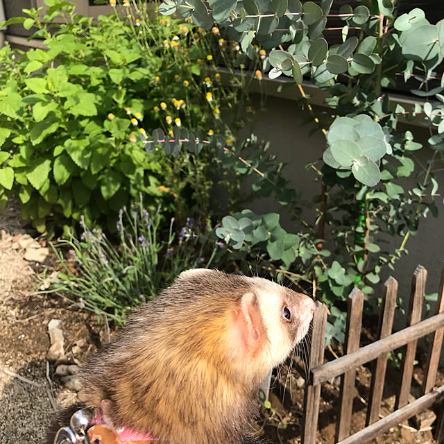 Satokoさんの実例写真