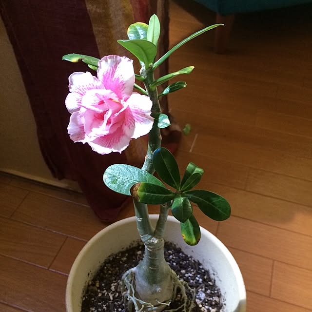 Taketoさんの実例写真