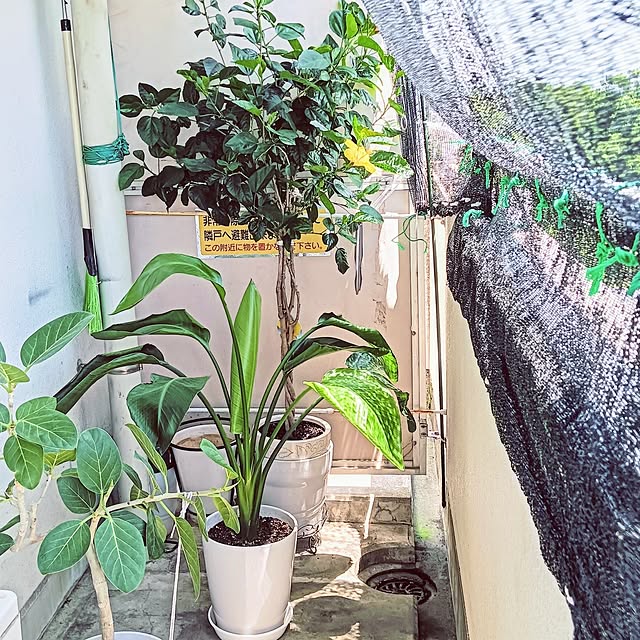 hanachanさんの部屋