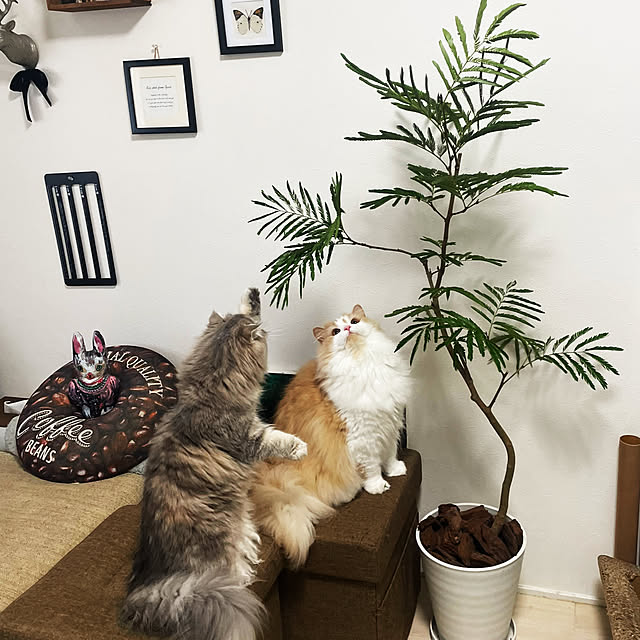 yuuchoさんの部屋