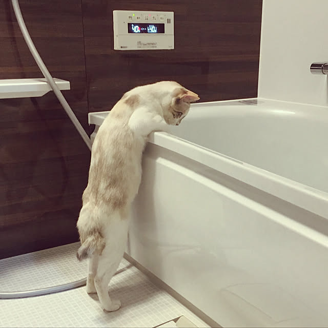 yume_and_meiさんの実例写真