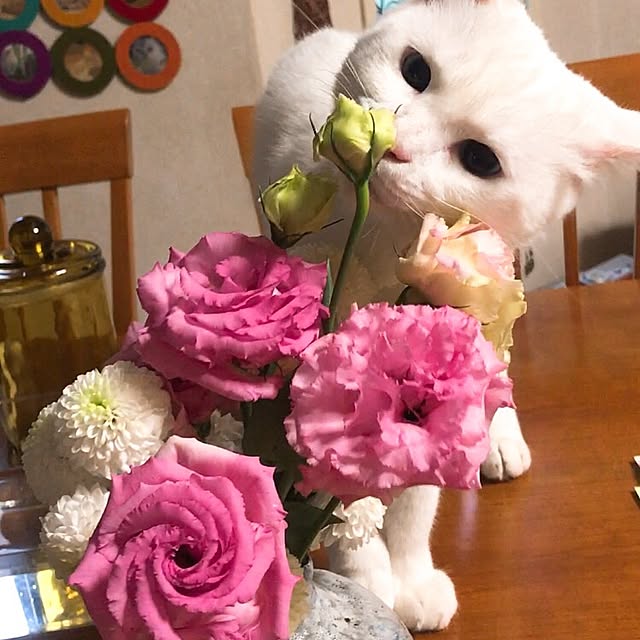 nyanko-beamさんの実例写真