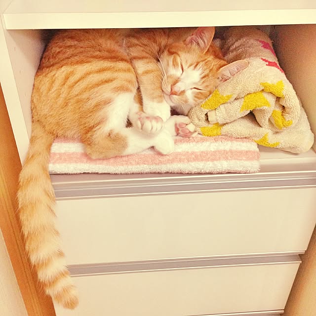 バス/トイレ/タオル/ねこのいる日常/ねこと暮らす。/ねこのインテリア実例 - 2015-09-26 21:14:50