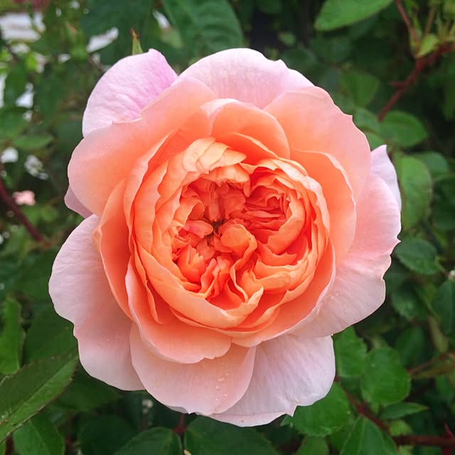 HappyRoseさんの実例写真
