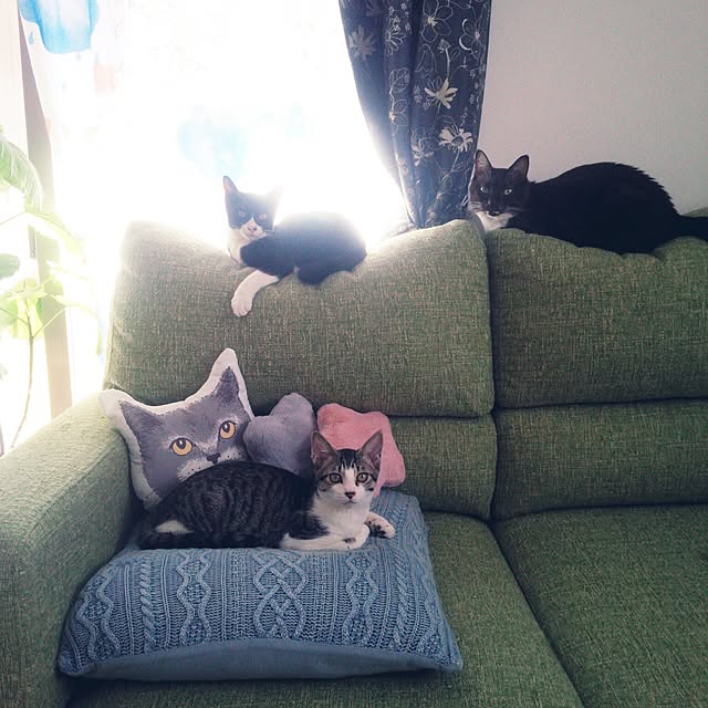 Gomaさんの実例写真