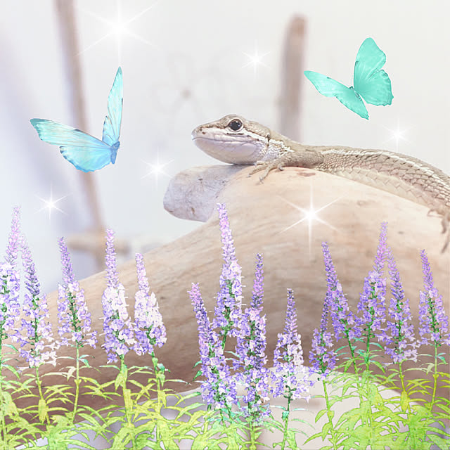 oasisさんの実例写真