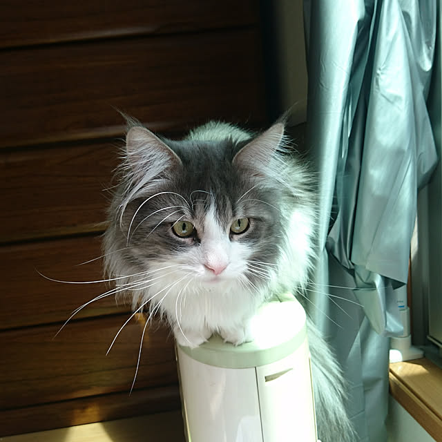 shinobuさんの実例写真