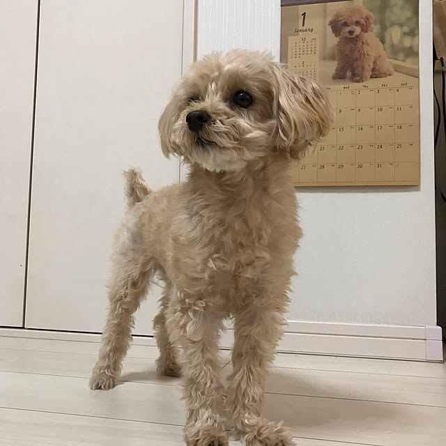 miyumiyuさんの実例写真