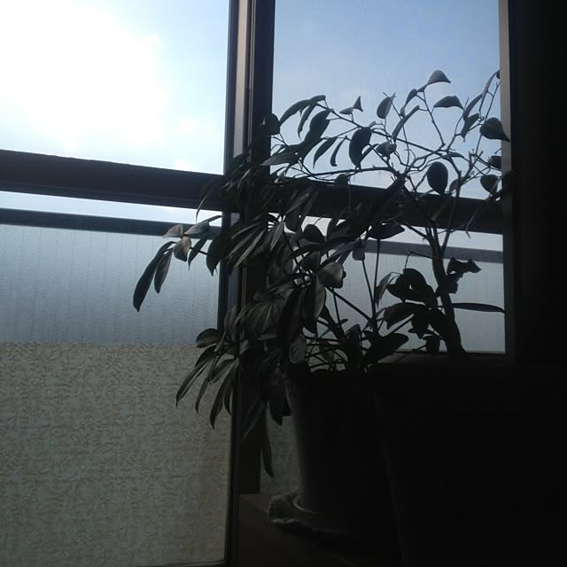 Mitsueさんの実例写真