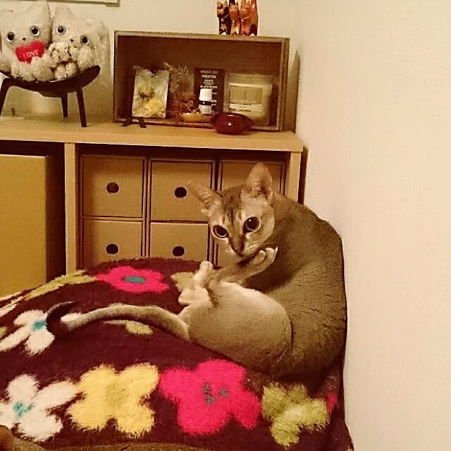Jcさんの実例写真