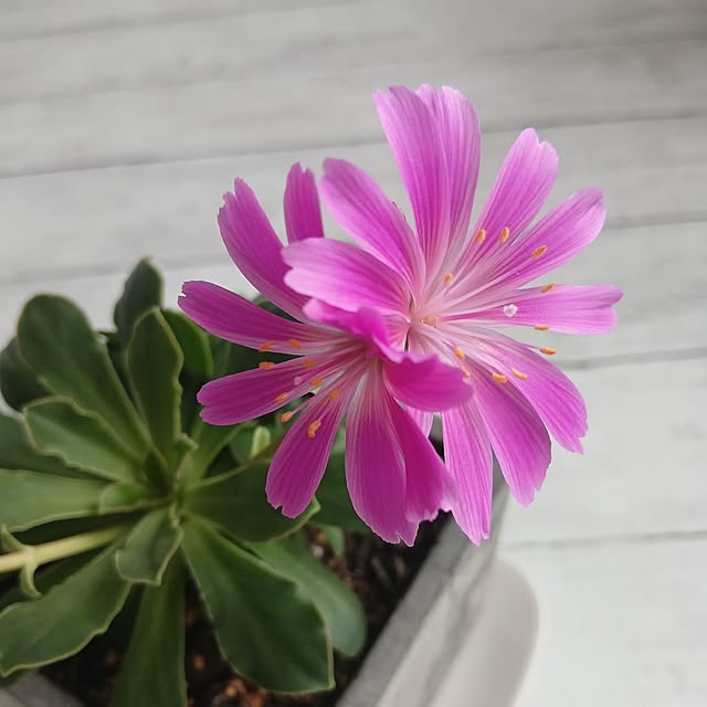 kaanaさんの部屋