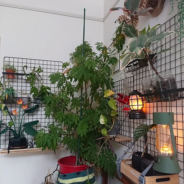urchinさんの部屋