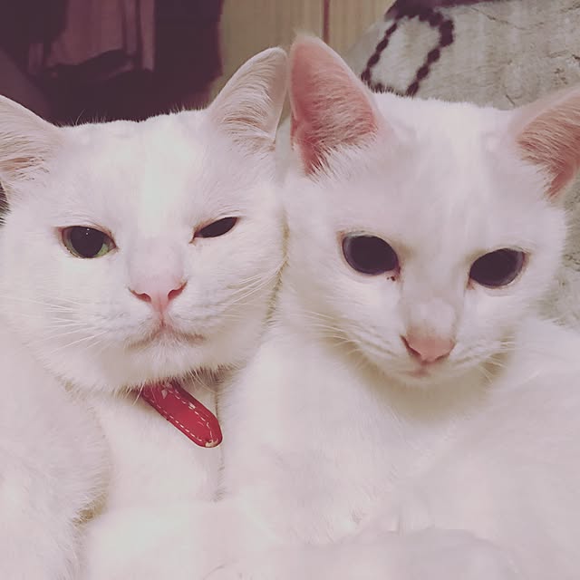 poppoさんの実例写真