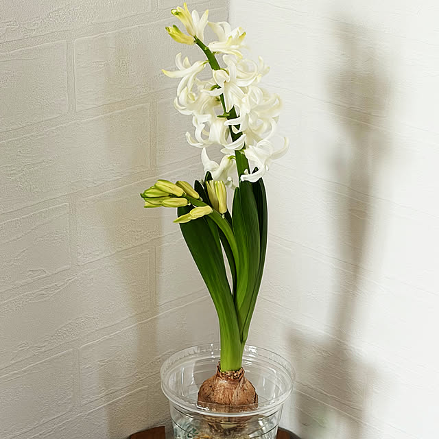 naotokahoさんの実例写真