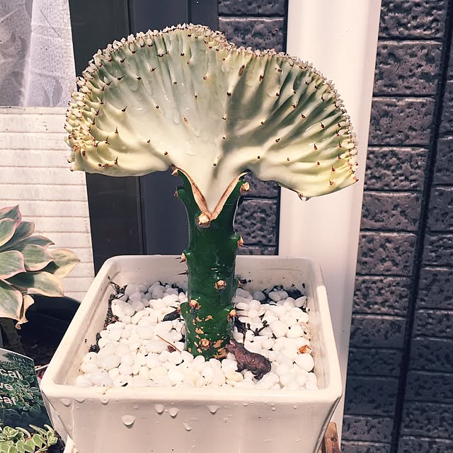 natunanaさんの実例写真