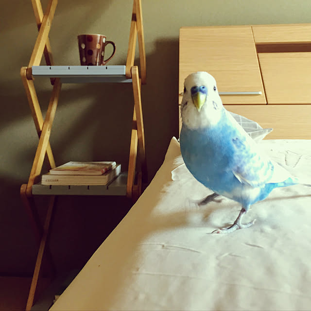 toratanさんの実例写真