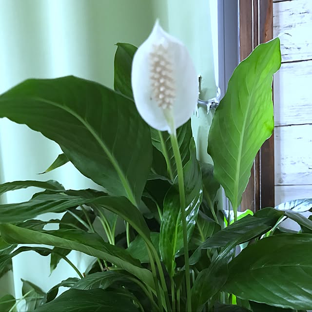 seroriさんの実例写真