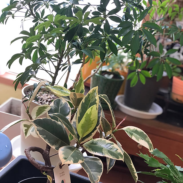 フィカス/観葉植物/グリーンのある暮らし/壁/天井のインテリア実例 - 2022-07-09 15:01:31