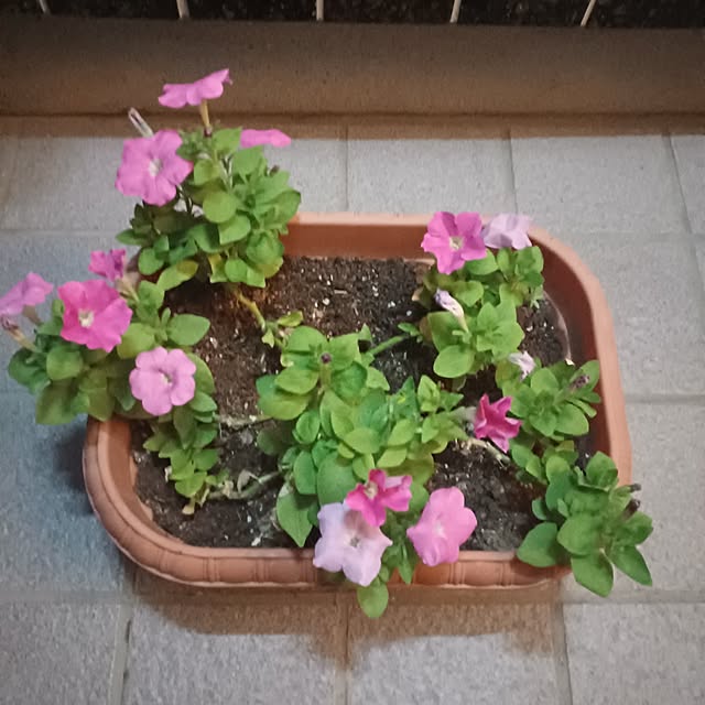tuushiさんの実例写真