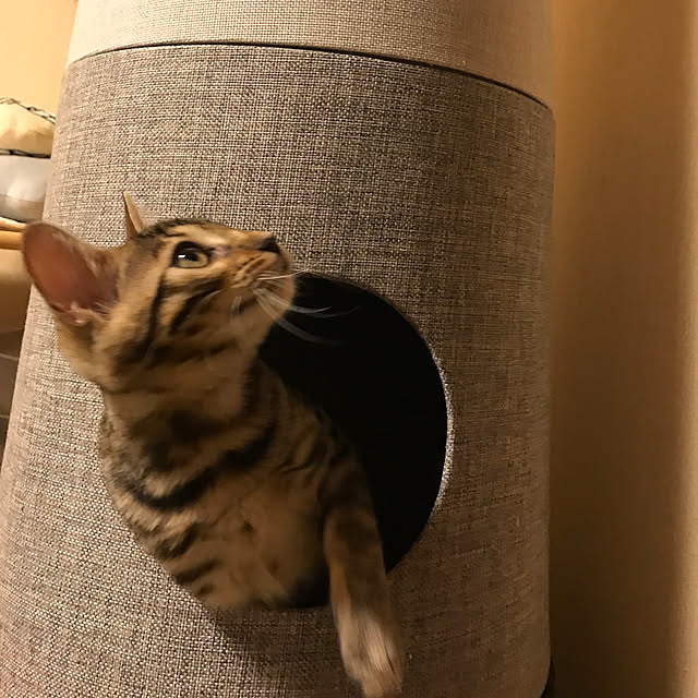 yumuyumuさんの実例写真
