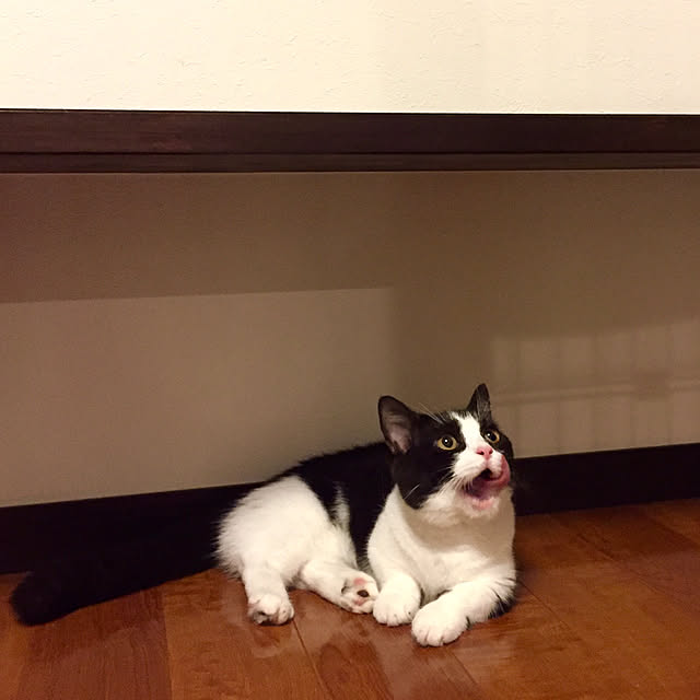 butachanさんの実例写真