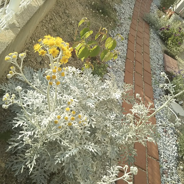 eriponさんの実例写真