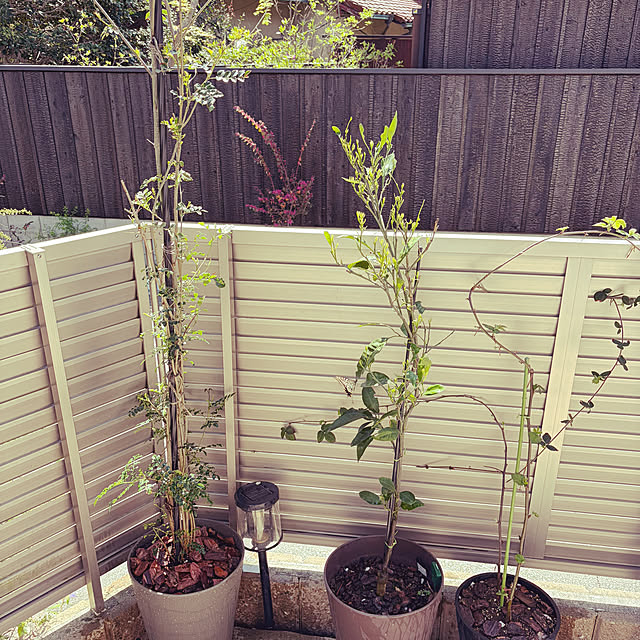 tocoさんの実例写真