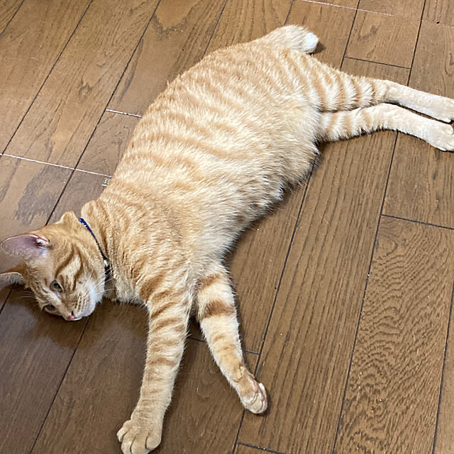 kirakirahoshiさんの実例写真