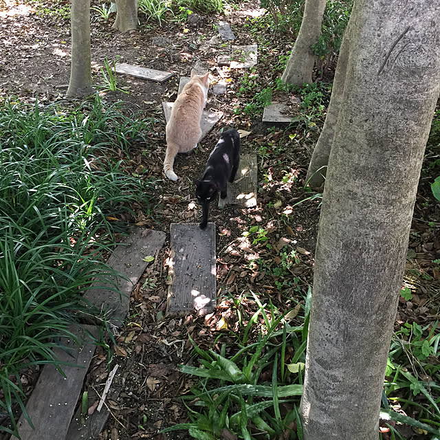 実例写真