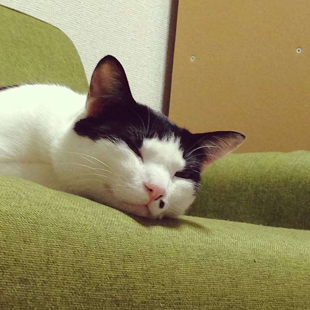 gabuさんの実例写真