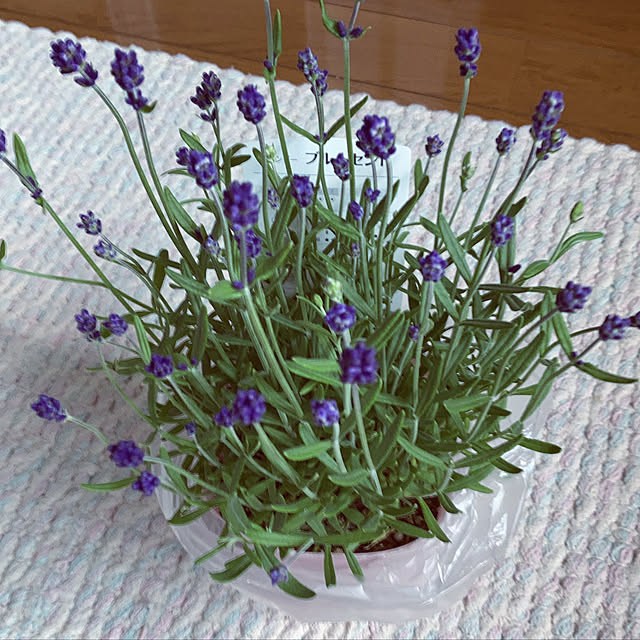 観葉植物/玄関/入り口のインテリア実例 - 2022-05-21 08:36:31