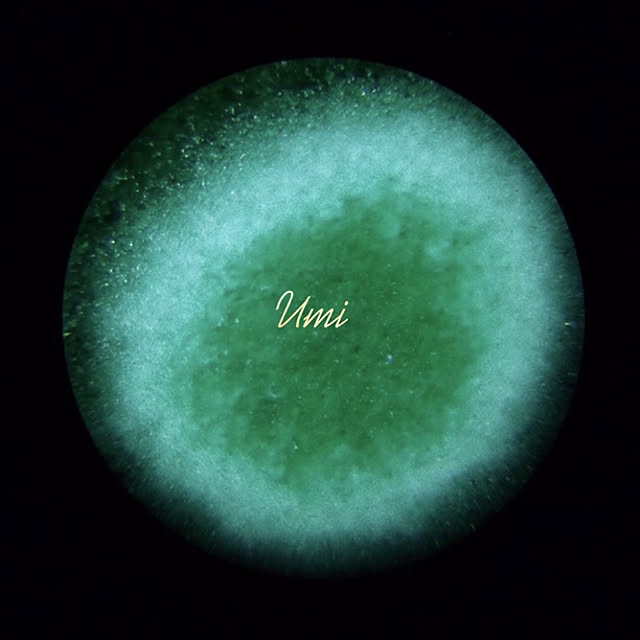 yuumiさんの実例写真