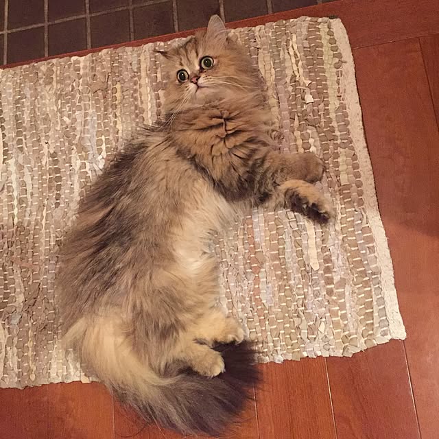 butachanさんの実例写真