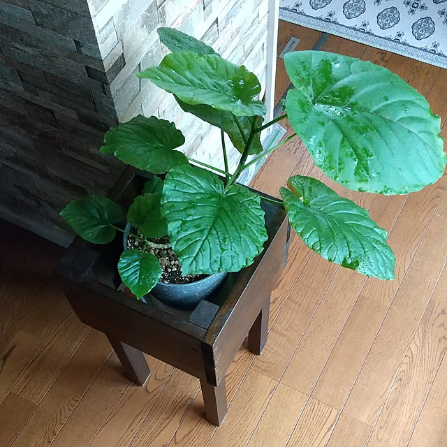 Renさんの実例写真
