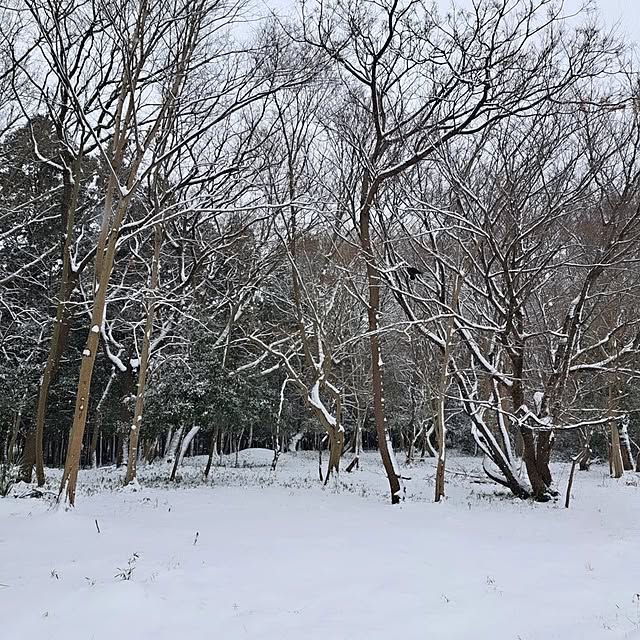 shinoさんの部屋