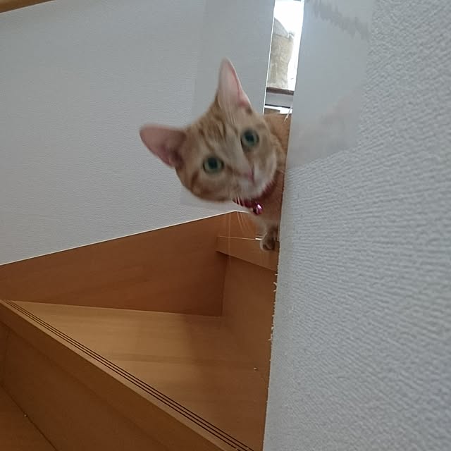 shinobuさんの実例写真