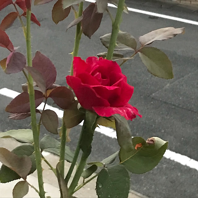 実例写真