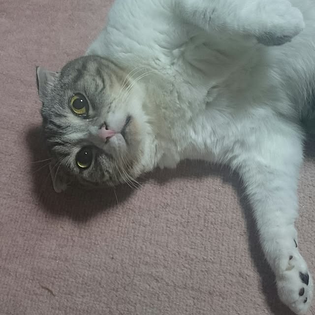 mademoisellenoaさんの実例写真