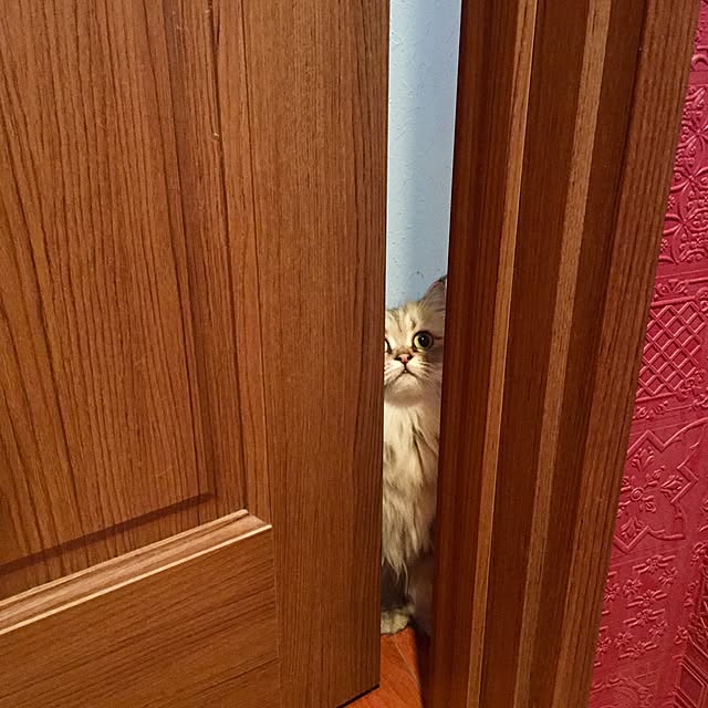 butachanさんの実例写真