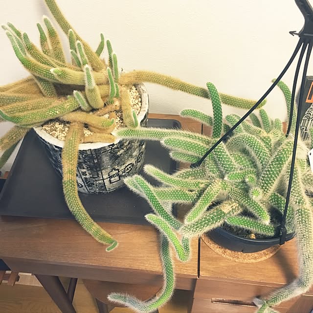 ritalin202さんの実例写真