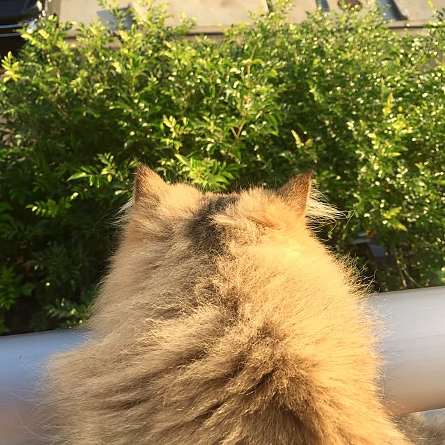 butachanさんの実例写真