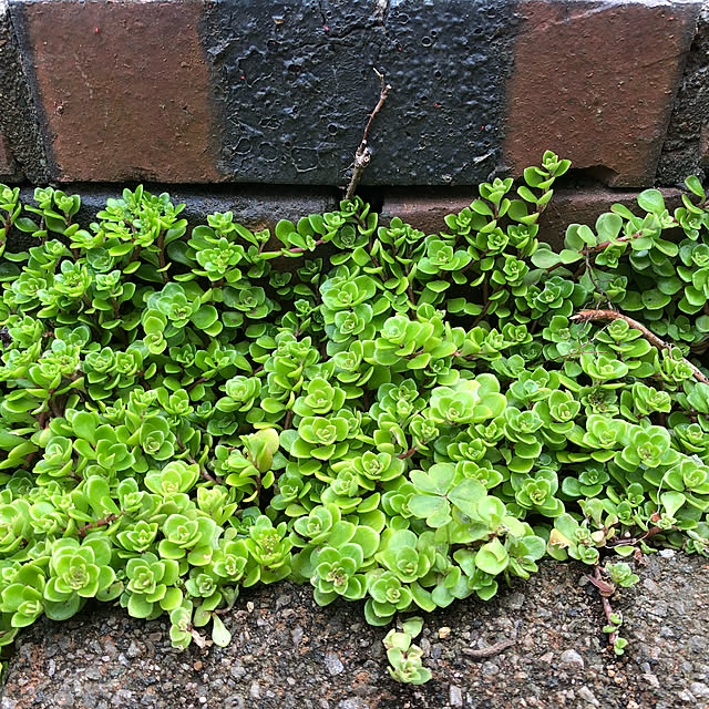 多肉植物/花のある暮らし/玄関/入り口のインテリア実例 - 2020-05-04 15:41:49