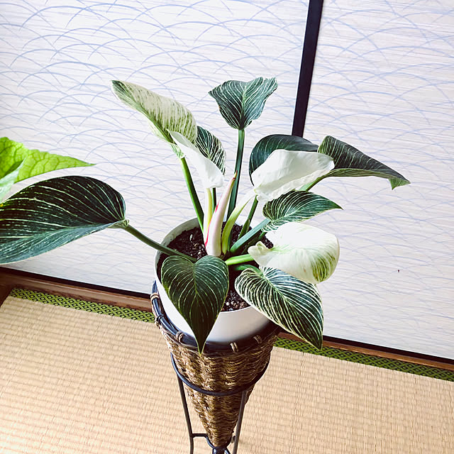 hanachanさんの部屋