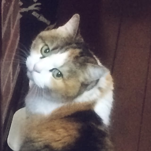 Changanさんの実例写真