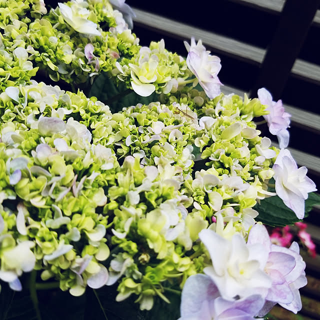 mimi828さんの実例写真