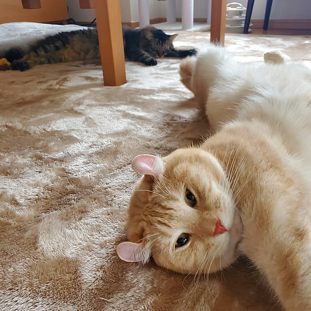 makoさんの実例写真