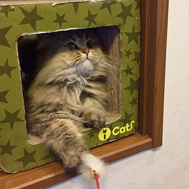 butachanさんの実例写真